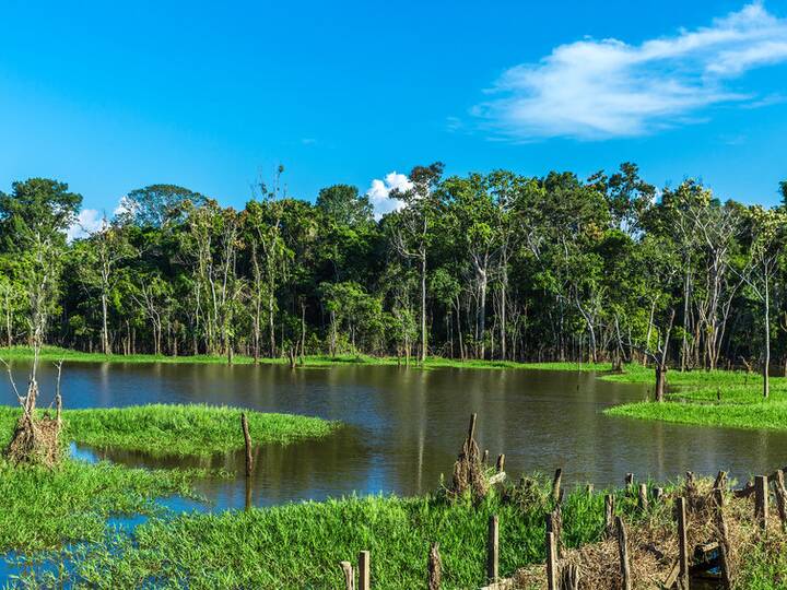 Amazonas Regenwald In Brasilien