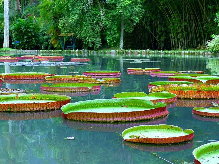 Botanischer Garten Rio de Janeiro