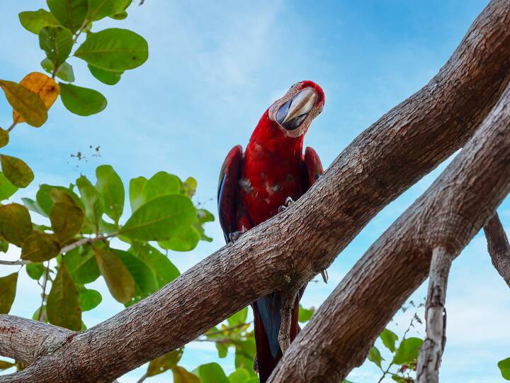 Vogelarten Brasilien